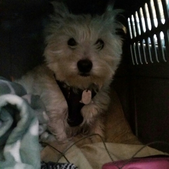 Profile Picture of Kimberly Tyler (@scottishwinds) on Poshmark