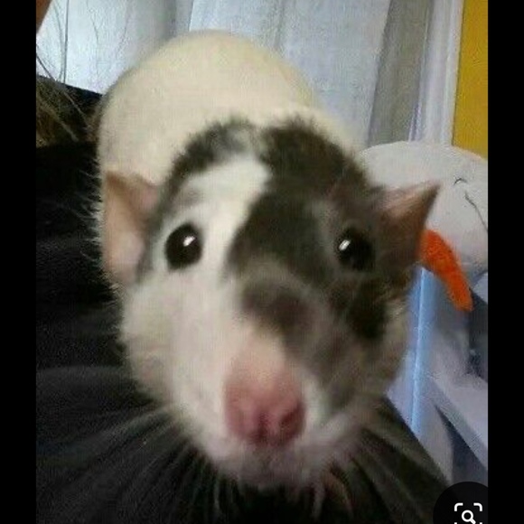 Profile Picture of Shawna Huff (@shrimpie_____) on Poshmark