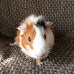 Profile Picture of ~Richard Pig~ (@richardpiggy) on Instagram