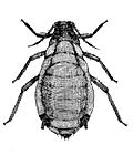 Profile Picture of Rhopalosiphum maidison Wikipedia