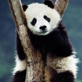 Profile Picture of Võ Đào Phương Trinh (@Leo_Gau_23) on Twitter