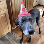 Profile Picture of Janelle Schultz (@jaschultz.619) on Instagram