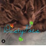 Profile Picture of Dusty😻 (@dustypoes) on Instagram