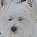 Profile Picture of SueAnn Sullivan (@Barry Sullivan) on Flickr