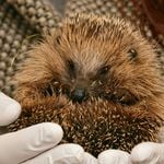 Profile Picture of Brown (@hedgehog_beautifull) on Instagram