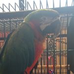 Profile Picture of Bart (@bartonabadday) on Instagram