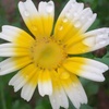 Profile Picture of Ernesta Nelson (@@user5328307842151) on Tiktok