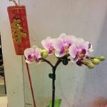 Profile Picture of Huang Jenna (@jenna.huang.965) on Instagram