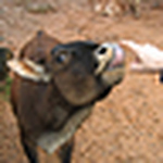 Profile Picture of Aoife Greenham (@mr wimble) on Flickr