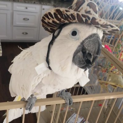 Profile Picture of Janet (@GeyermanJohn) on Twitter