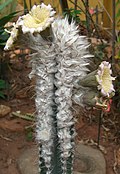 Profile Picture of Pilosocereus leucocephaluson Wikipedia
