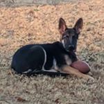 Profile Picture of Mark Bramblett (@bramblettmark) on Instagram