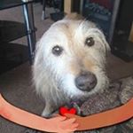 Profile Picture of Ray Harland (@rayharland55) on Instagram