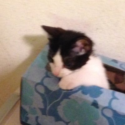 Profile Picture of James Tabe (@michi96789) on Twitter