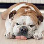 Profile Picture of Hunter Henson (@hunter_thebulldog) on Instagram