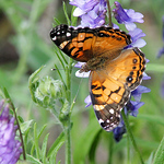 Profile Picture of Ron Young ( Photos of Kitty Todd. Metro Parks ) (@swampgas2 ( read my profile )) on Flickr