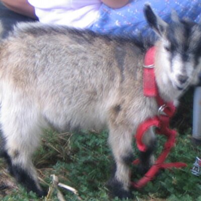 Profile Picture of Robert Mccarty (@Shumifan) on Twitter