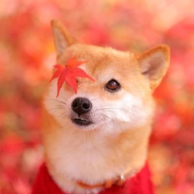 Profile Picture of Chen Yuan (@chenyuan233) on Twitter