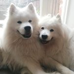 Profile Picture of Phoebe & Murray (@phoebeandmurray) on Instagram