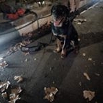 Profile Picture of David Afonso da Costa Martins (@davidmartins46) on Instagram