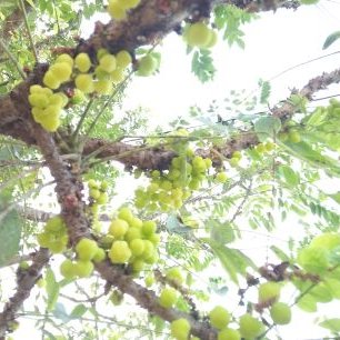 Profile Picture of Manohar Bodduluri (@ManoharBoddulur) on Twitter