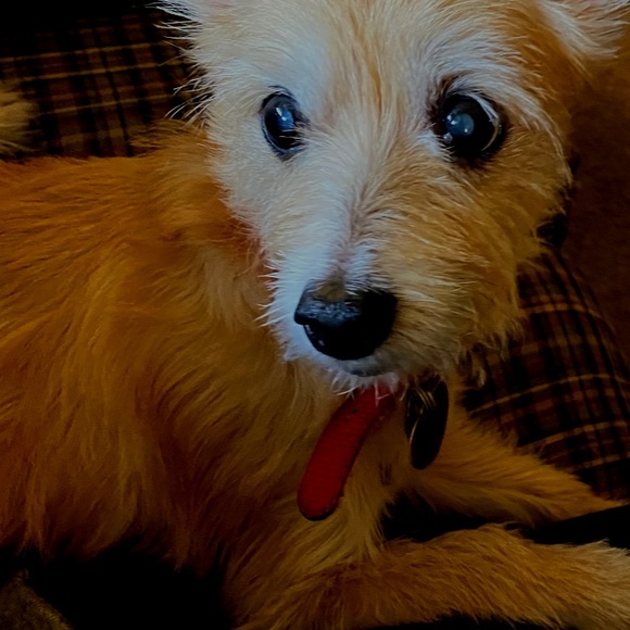 Profile Picture of Jared Brewer (@jbrewcardude) on Poshmark