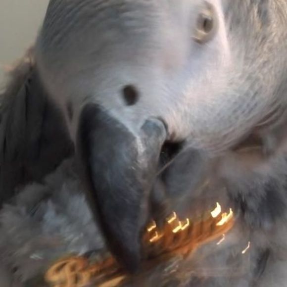 Profile Picture of Jamie Markowitz (@seppiono) on Poshmark