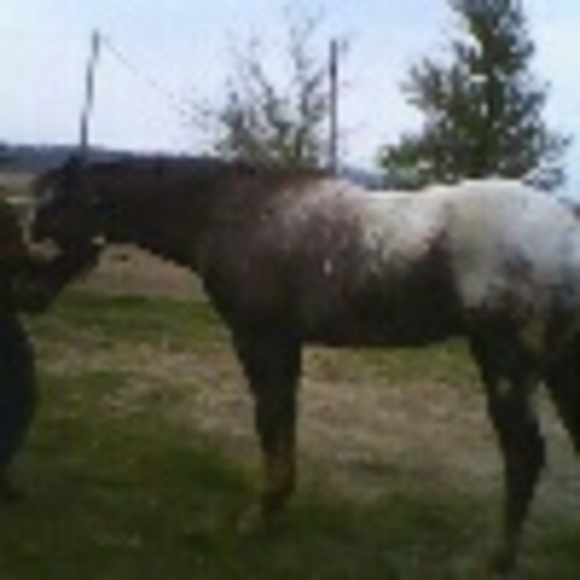 Profile Picture of Lori Lancaster (@llancaster20) on Poshmark