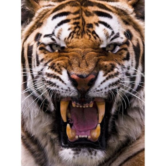 Profile Picture of Christopher Concepcion (@cconcepcion007) on Poshmark