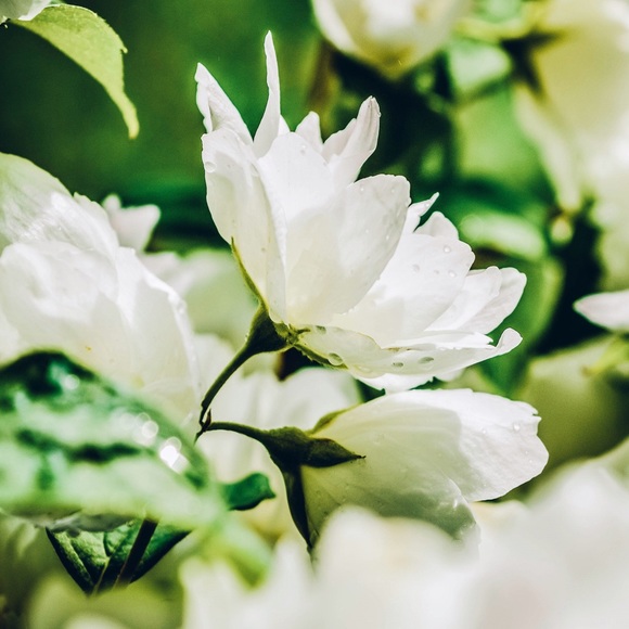 Profile Picture of Alicia Murello (@amurello) on Poshmark