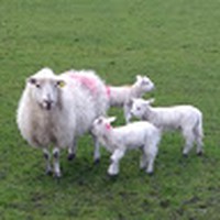 Profile Picture of Isabelle Dumont (@isabelle-dumont-12) on Quora