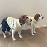 Profile Picture of Angela&Lemon (@anlemo.beagle) on Instagram