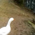 Profile Picture of Matthew Sill (@meese_geese) on Instagram