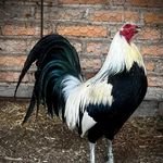 Profile Picture of Alex avendaño (@alexavendano43) on Instagram