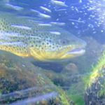 Profile Picture of Matthew Campanella (@mctroutslayer) on Instagram