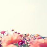 Profile Picture of Loria Kavanagh (@shatorerge) on Instagram