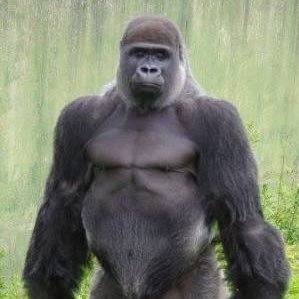 Profile Picture of Tristan Lowe (@Loweyinnit) on Twitter