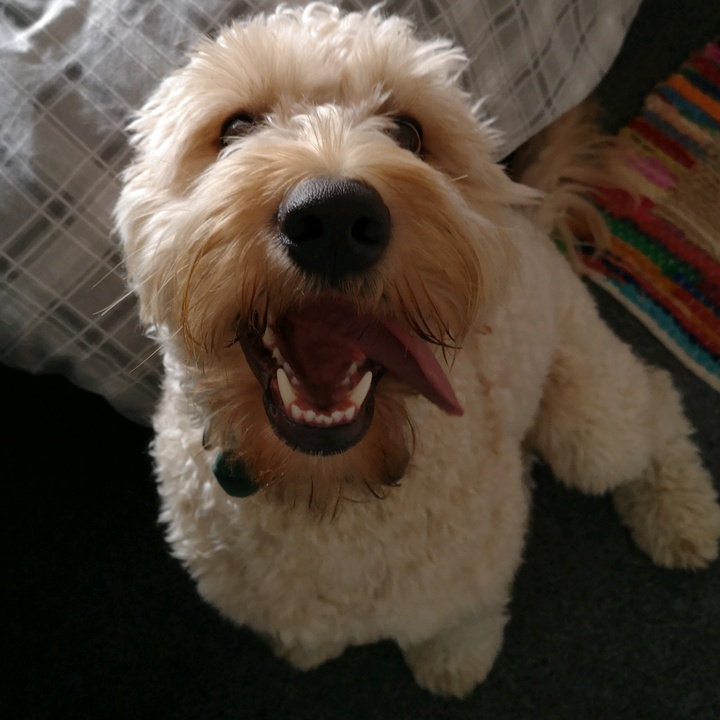 Profile Picture of Alice Condrey (@happythegoldendoodle) on Tiktok