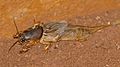 Profile Picture of Gryllotalpa africanaon Wikipedia