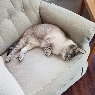 Profile Picture of Leslie A Houghtaling (@SpedEdLeslie) on Twitter