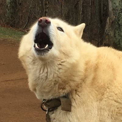 Profile Picture of Steve Wingo (@wingo_steve) on Twitter