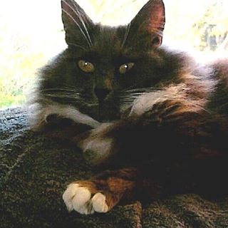 Profile Picture of Pauline Bellamore (@pauline.bellamore.3) on Facebook