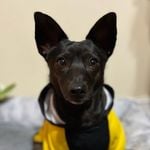 Profile Picture of Graham (@insta_puppy_graham) on Instagram