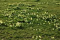 Profile Picture of Kempley Daffodil Meadowon Wikipedia