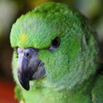 Profile Picture of 🌴Elliott the Amazon Parrot🌽 (@elliottamazon) on Instagram