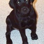 Profile Picture of Paul Gomez (@innovative_concepts_llc) on Instagram