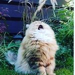 Profile Picture of Bailey Stevenson (@mackembailey) on Instagram