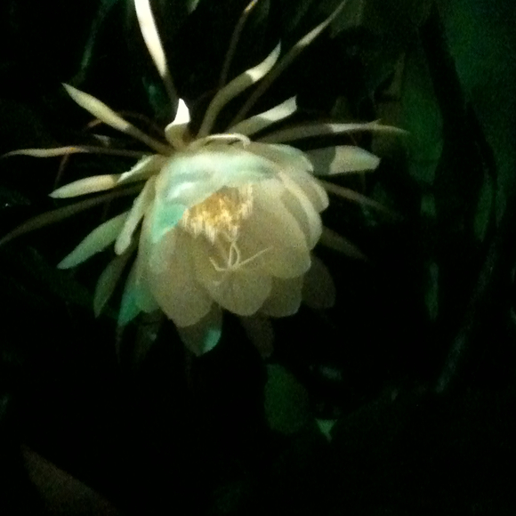 Profile Picture of Julia Malakoff (@juliaa) on Poshmark