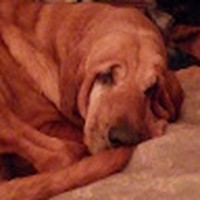 Profile Picture of Lori Adams (@lori-adams-265) on Quora