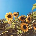 Profile Picture of gena.corson (@gena.corson) on Instagram